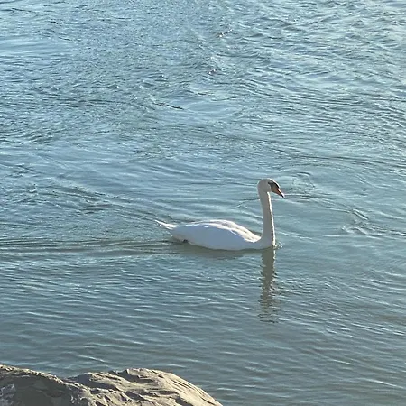 Hotel Mazzini Hotel Lido di Jesolo